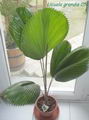 Ruffled fan leaf palm